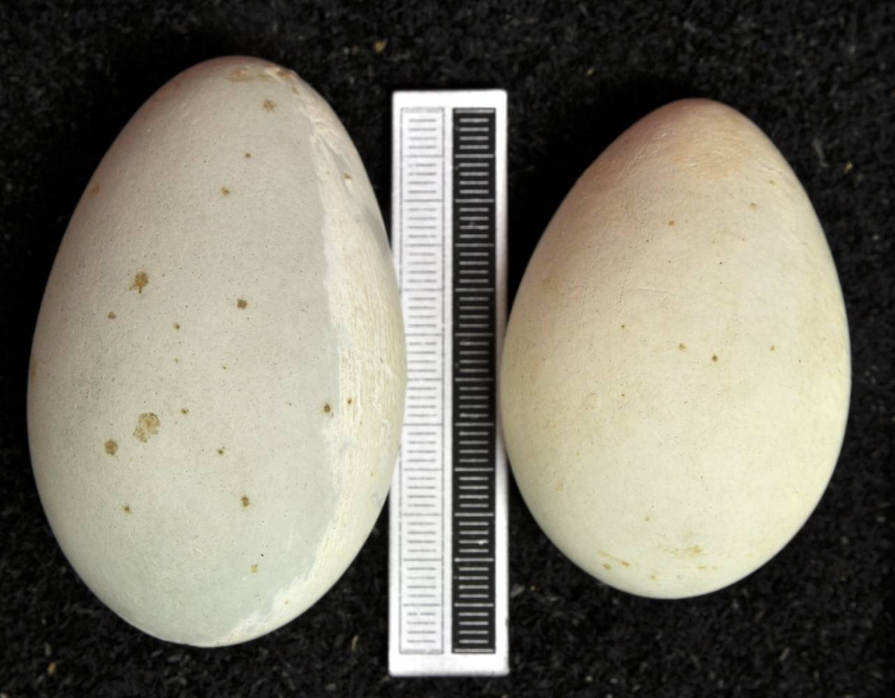 File:Phalacrocorax auritus MWNH 0523.JPG by Klaus Rassinger und Gerhard Cammerer, Museum Wiesbaden is licensed under CC BY-SA 3.0